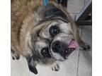 Adopt Jabba a Pug, Terrier