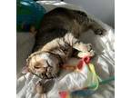 Adopt Sluggo a Domestic Short Hair