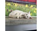 Adopt Pina Colada a Domestic Short Hair