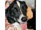 Adopt Spider a Border Collie