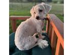 Adopt Kobe a Bichon Frise