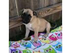 Adopt Omega a Mixed Breed