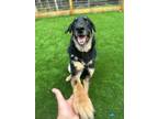 Adopt Sam 1792 a German Shepherd Dog