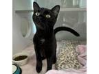 Adopt Apollo a Domestic Short Hair