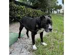 Adopt Rover a Terrier