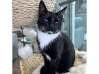 Adopt Baby Storm a Domestic Short Hair
