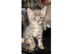 Adopt Friedrich a Domestic Short Hair, Tabby