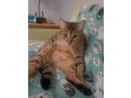 Adopt Conan a Tabby, Domestic Short Hair