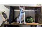 Adopt Archer a Domestic Short Hair