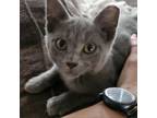 Adopt Pickles a Domestic Short Hair
