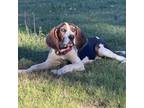 Adopt Eldon (red collar) a Hound