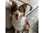Adopt Rusty a Australian Shepherd