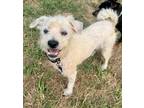 Adopt Snowball a Terrier