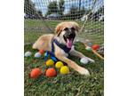 Adopt 24-061 Ike a Great Pyrenees, Shepherd