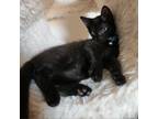 Adopt Mezcal 8977 a Domestic Short Hair