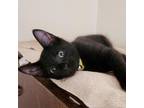 Adopt Julio 8975 a Domestic Short Hair