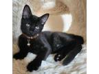 Adopt Jose 8976 a Domestic Short Hair
