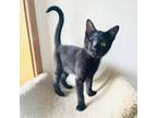 Adopt Chalmers Dee 9117 a Domestic Medium Hair