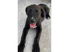 Adopt Chino a Labrador Retriever, Terrier