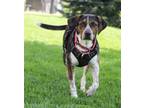 Adopt Whistler a Mountain Cur, Hound