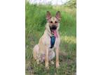 Adopt Jonathan a German Shepherd Dog