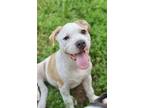 Adopt Jason a Pit Bull Terrier