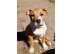 Adopt Jesse a Pit Bull Terrier