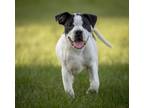 Adopt Tom a Pit Bull Terrier