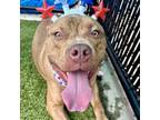 Adopt Gumball a Pit Bull Terrier