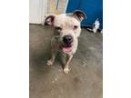 Adopt General a Pit Bull Terrier