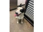 Adopt Major a German Shepherd Dog, Husky