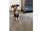 Adopt Cadet a Pit Bull Terrier