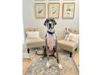 Adopt Bodhi a Great Dane