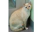 Adopt Taki a Domestic Short Hair