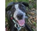 Adopt Black Jack a Terrier