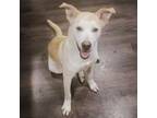 Adopt Joplin a Yellow Labrador Retriever