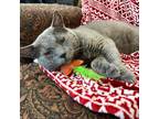 Adopt Culvert a Domestic Short Hair