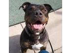 Adopt Greyson a Pit Bull Terrier