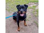 Adopt Hooch a Rottweiler, Mixed Breed