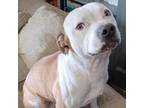 Adopt Dyno a Pit Bull Terrier
