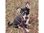 Adopt Guppie a Husky, Mixed Breed