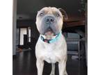 Adopt Ace of Base a Shar-Pei