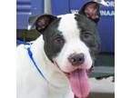 Adopt Dirk a Pit Bull Terrier