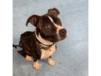 Adopt Clarence a Pit Bull Terrier