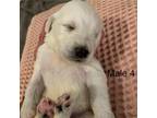 Adopt Sean a Golden Retriever, Poodle