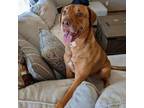 Adopt Griffin a Labrador Retriever, Mixed Breed