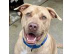 Adopt Twister a Pit Bull Terrier