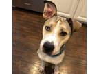 Adopt Kavik a Husky, Pit Bull Terrier