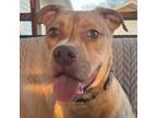 Adopt Buster a Pit Bull Terrier