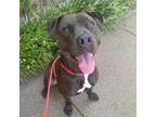 Adopt Thor a Pit Bull Terrier